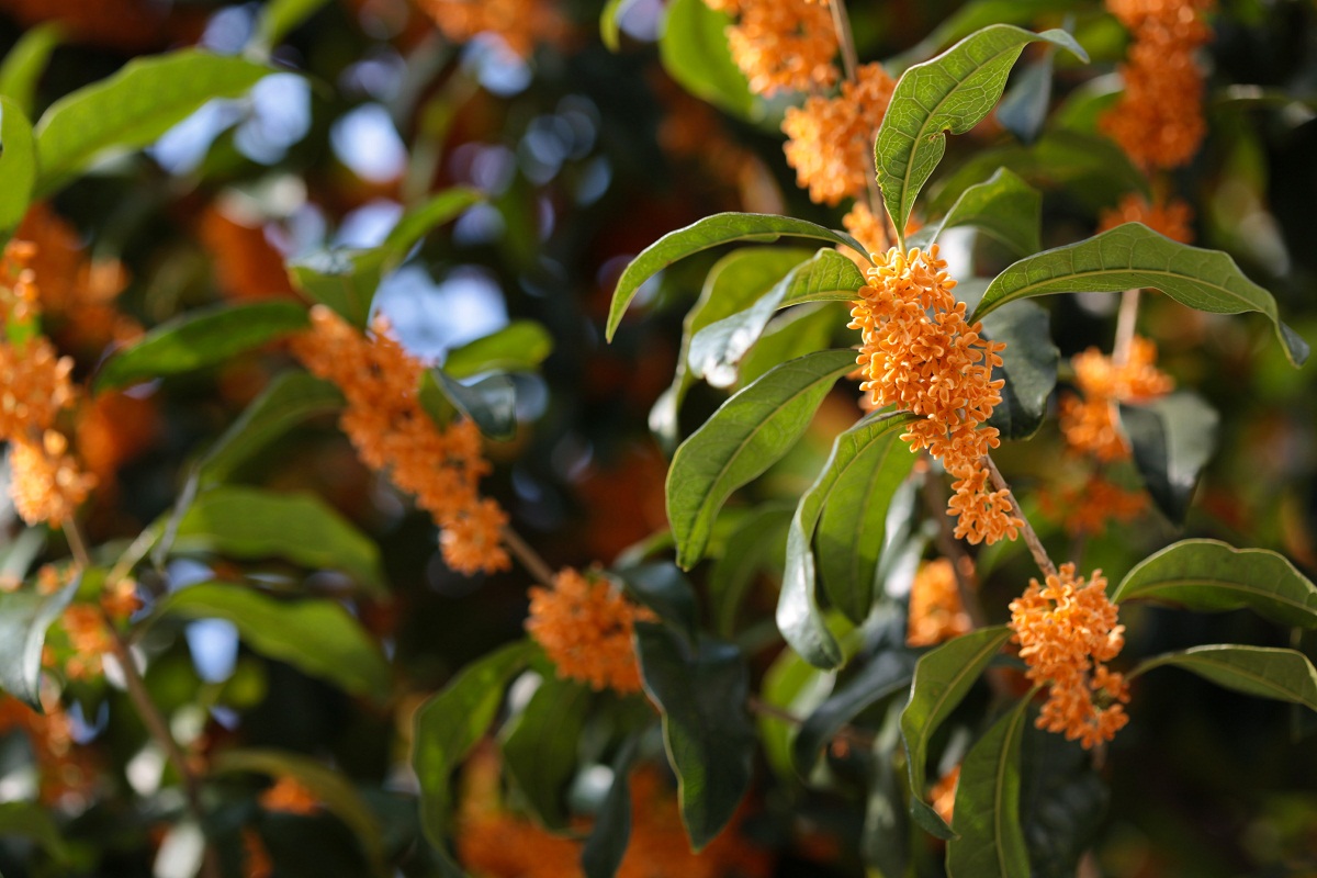 especie de Osmanthus con flores naranjas