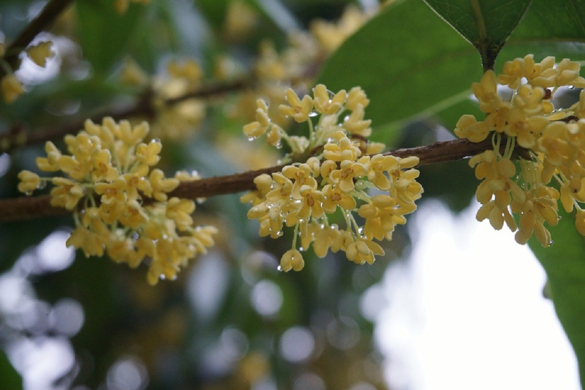 flores con el rocio de la mañana