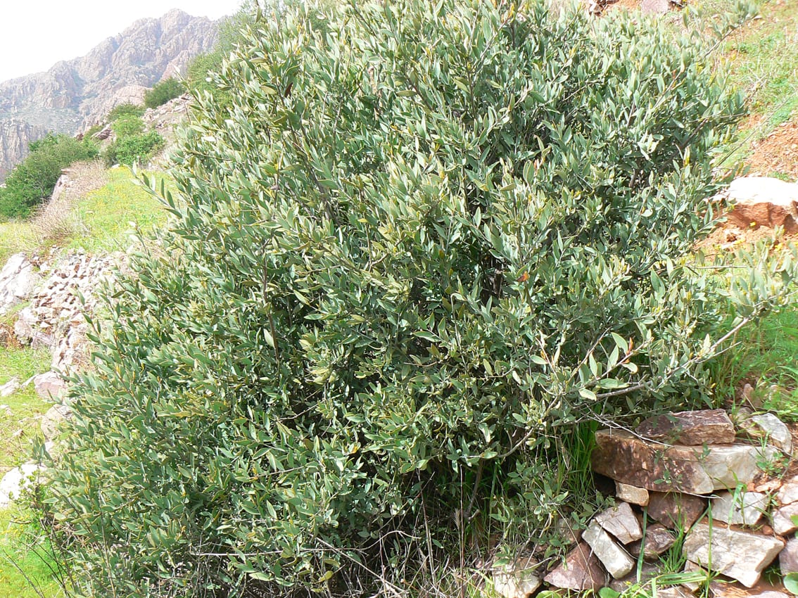 Osyris lanceolata (bayón): cultivo del arbusto hemiparásito
