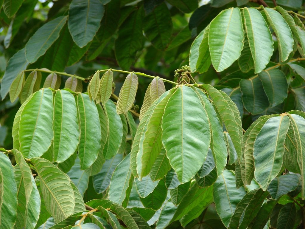 Pacay (Inga feuillei): cultivo, clima y fruto