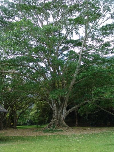 Vista del pacay