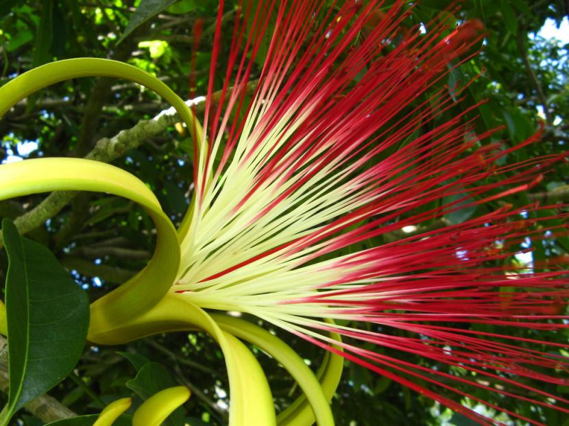 Flor de Pachira