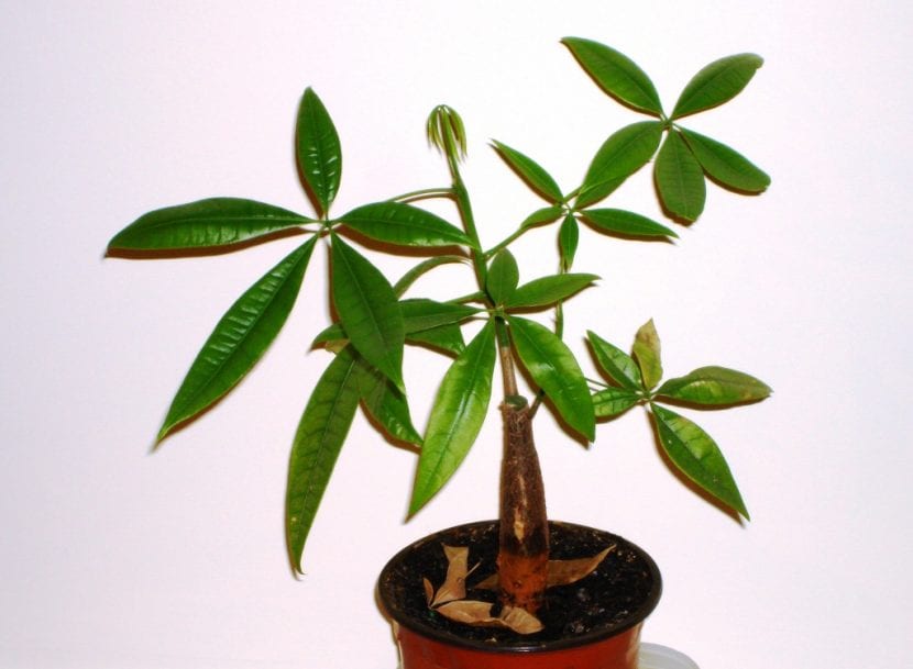 Pachira aquatica joven, una planta muy utilizada en interior