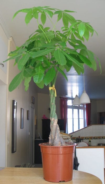 Pachira aquatica, una planta de interior muy interesante