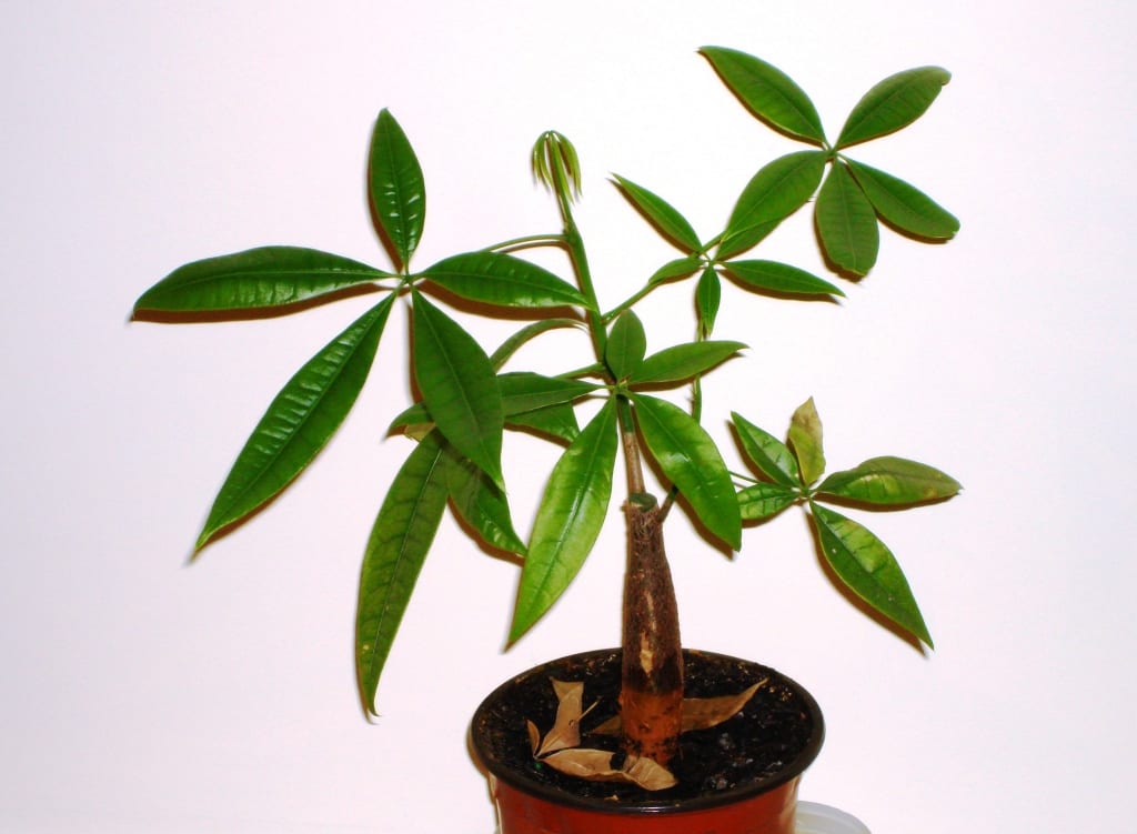 Pachira aquatica: guía completa de cultivo y cuidados