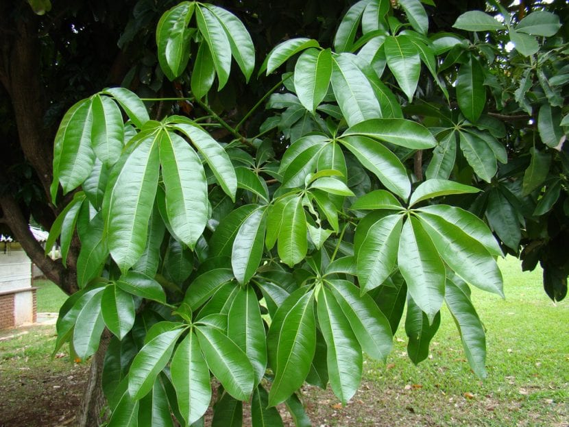 Hojas de un árbol adulto de Pachira