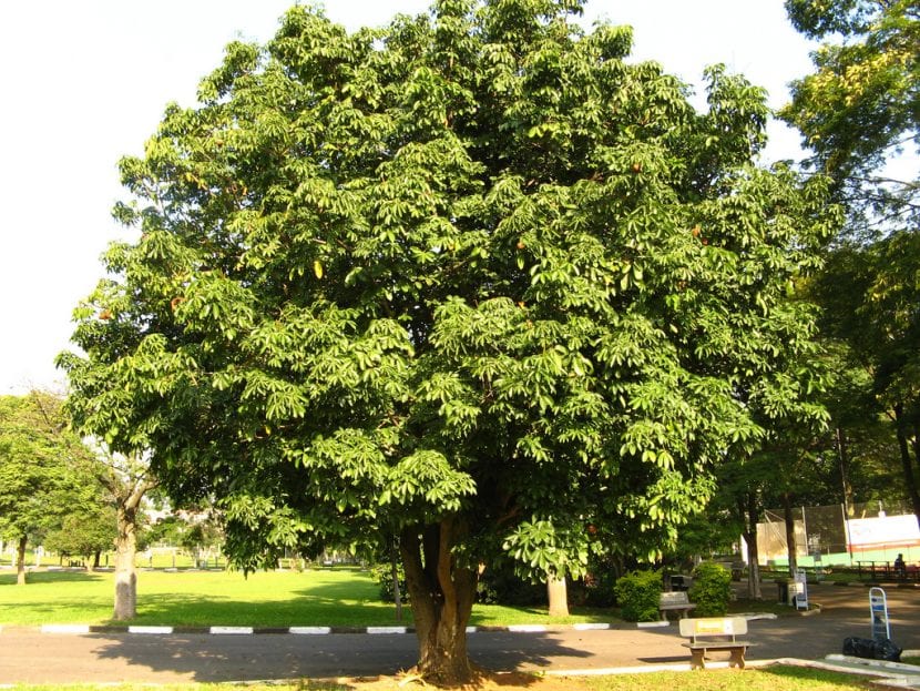 Ejemplar adulto de Pachira