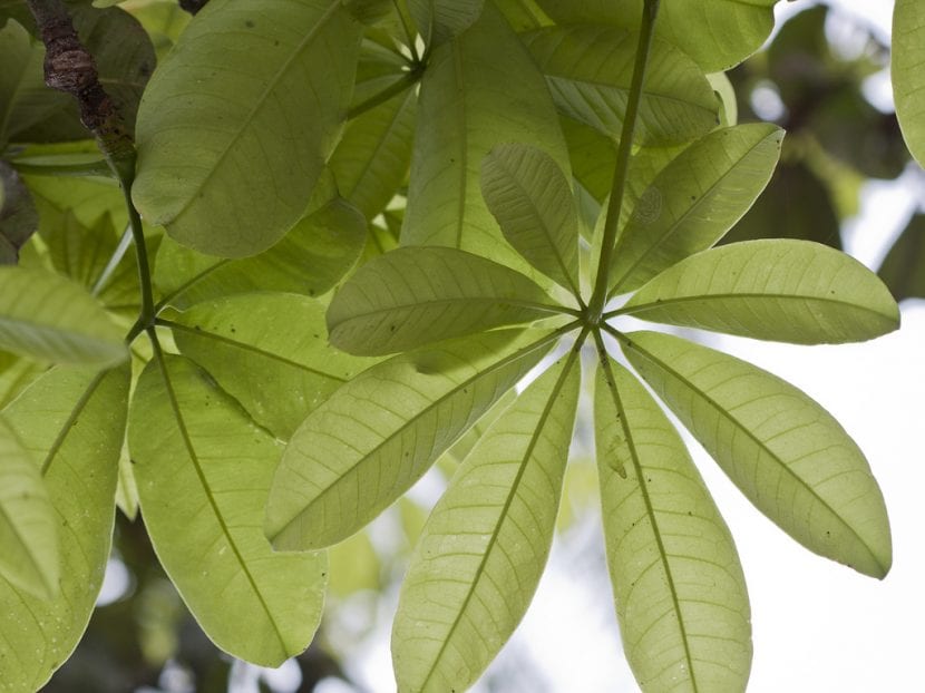 Preciosas y grandes hojas de la Pachira aquatica