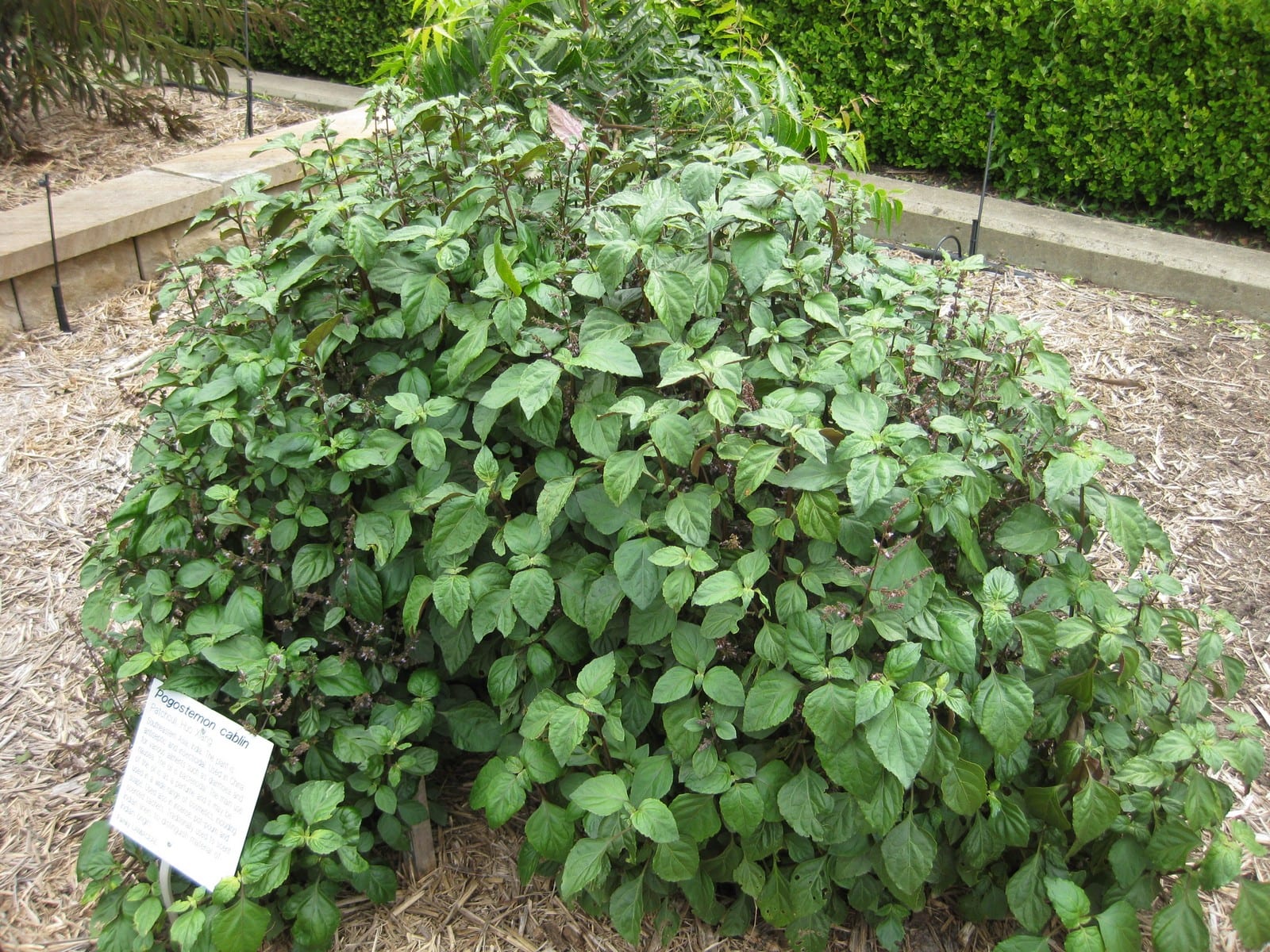 Pachulí: cultivo en maceta, secado de la hoja y usos