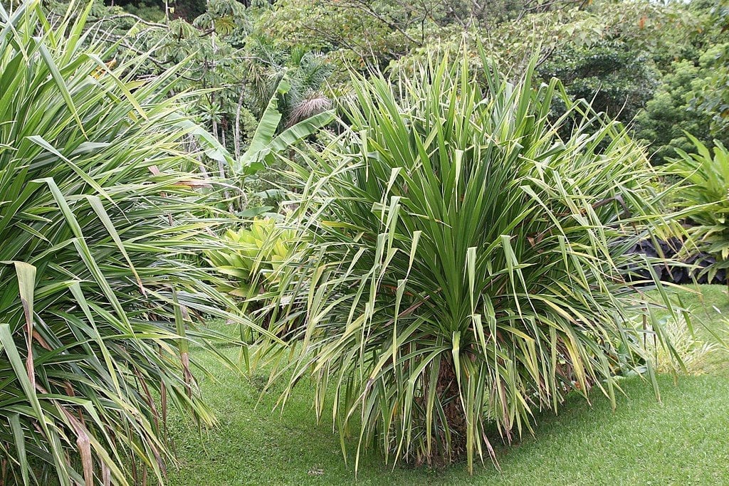 Vista del Pandanus veitchii