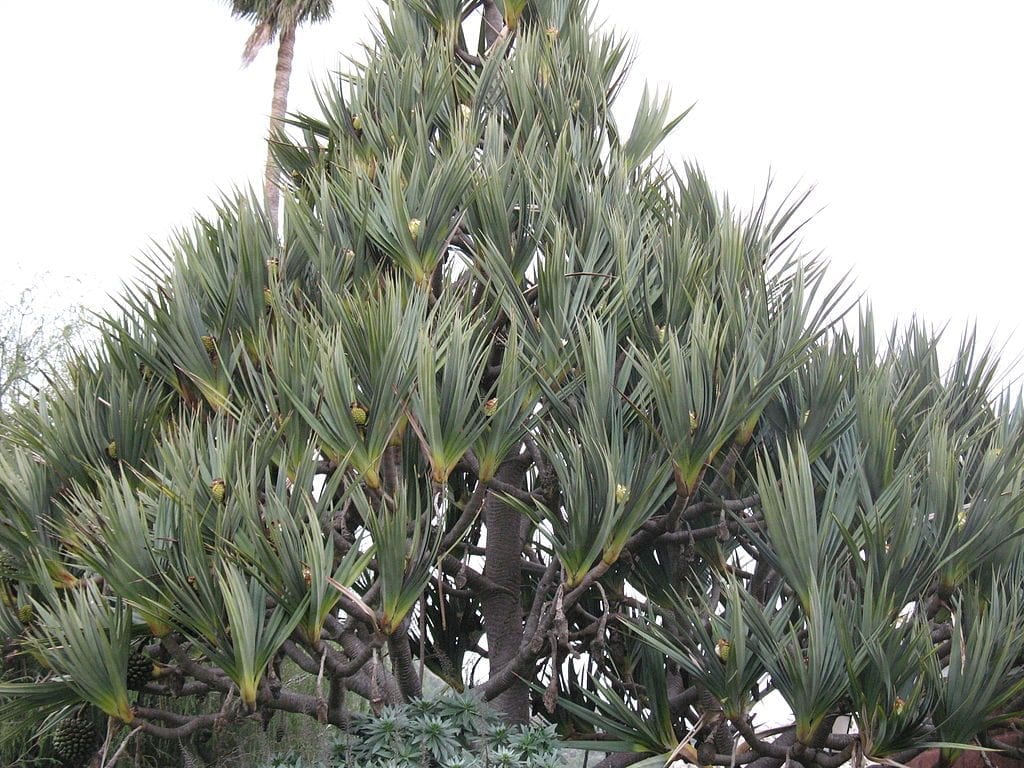 Vista del Pandanus utilis