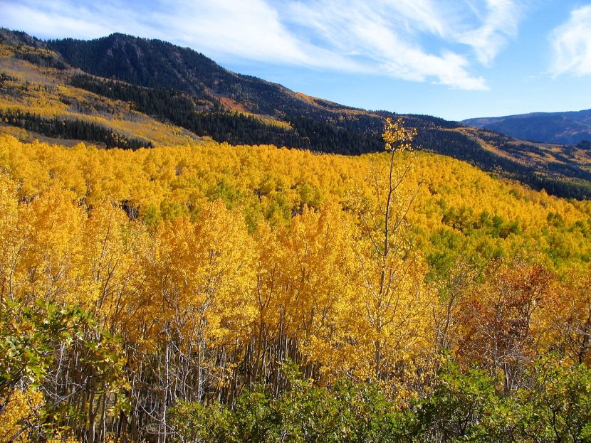 Bosque de álamo temblón con corteza blanquecina
