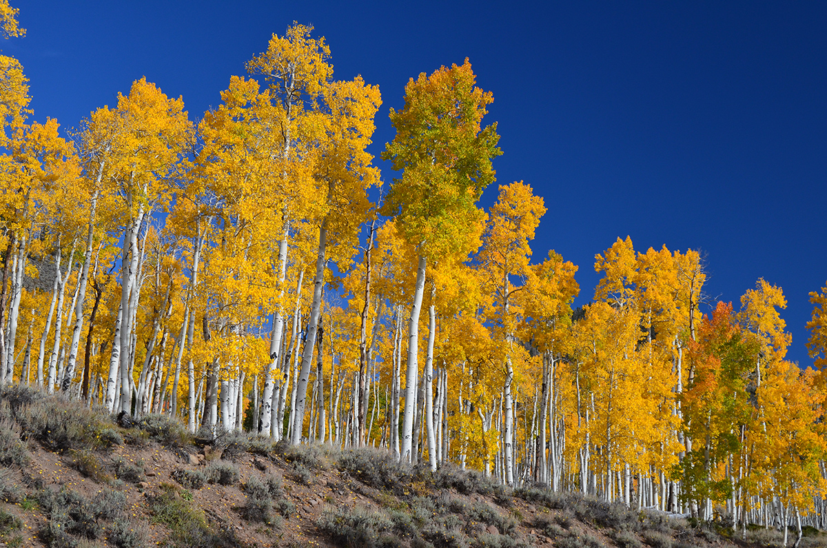 Pando, el clon de álamo temblón más pesado del mundo