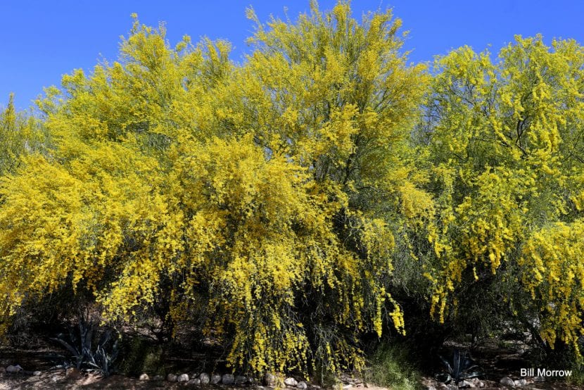 Parkinsonia aculeata