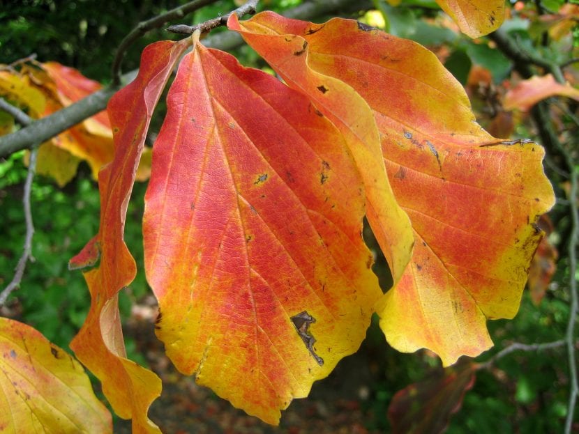 Hojas de Parrotia persica con el borde ondulado y el nervio marcado