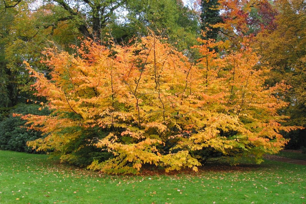 Parrotia persica: cultivo y cuidados del árbol de hierro