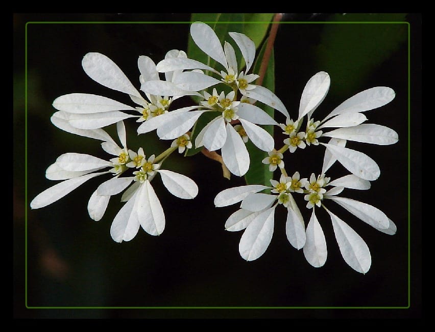 Pascuita (Euphorbia leucocephala): cultivo, poda y cuidados