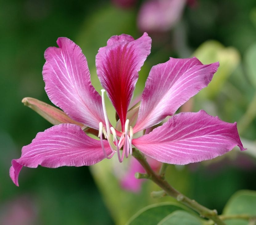 Flor del árbol Bauhinia blakeana