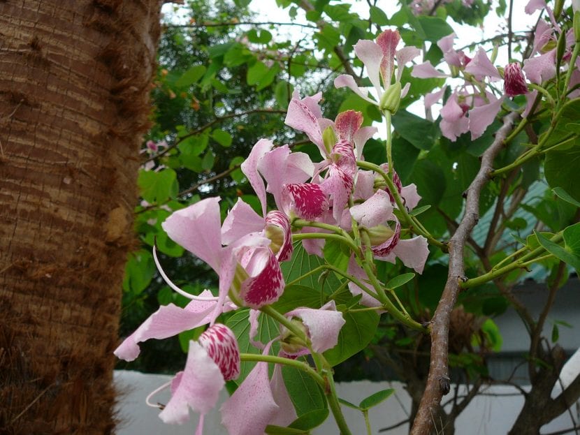 Grupo de flores de la Bauhinia monandra