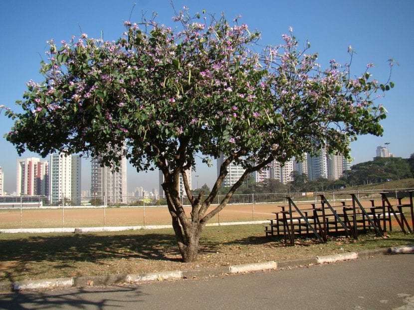 Árbol de Bauhinia adulto