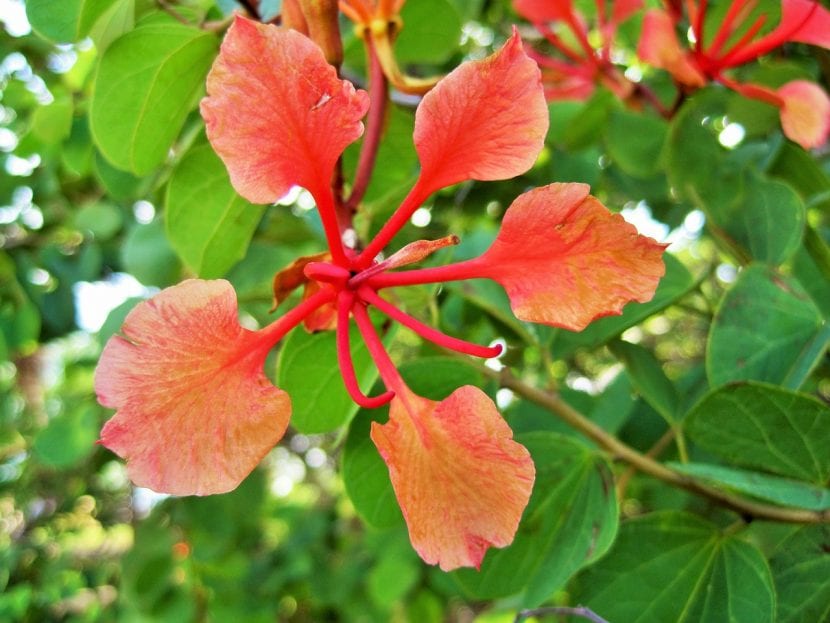 Flor de la Bauhinia galpinii