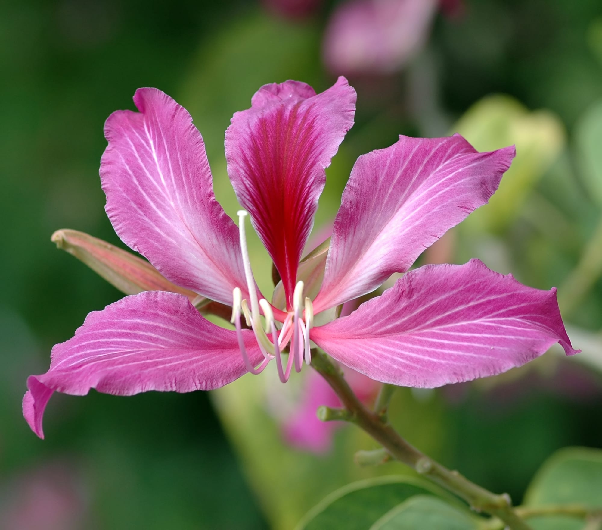 Pata de camello (Bauhinia): especies, cultivo y frío
