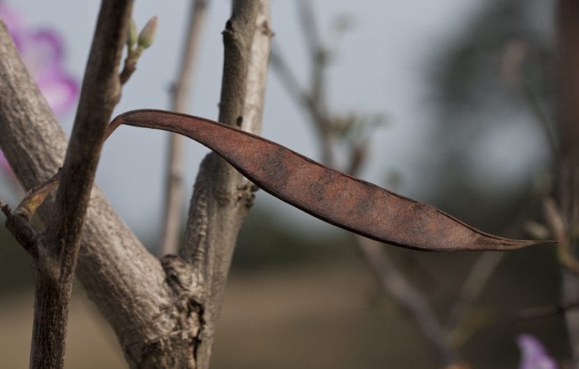 Fruto seco del árbol de Bauhinia o Pata de camello