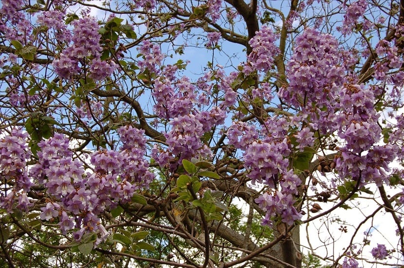 arbol en flor llamado Paulonia imperial
