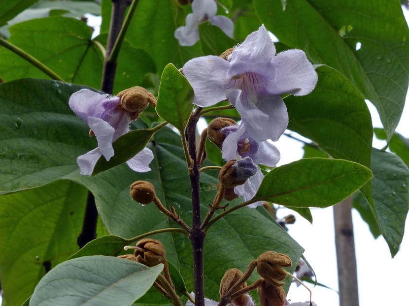 flores de color lila del arbol Paulownia elongata