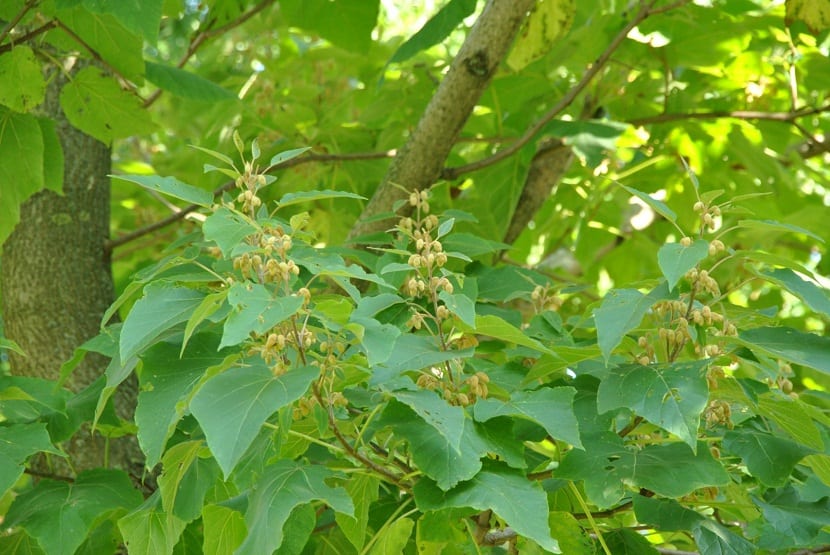 Paulownia elongata: plantación, recepado, riego y turno de corta
