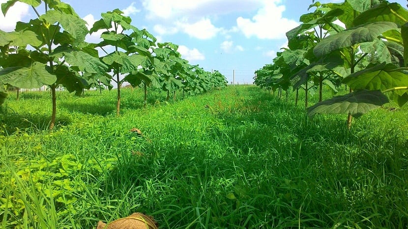 fila de pequeños arboles plantados en el campo