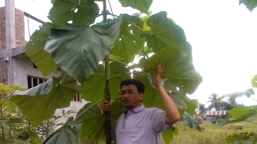 hombre sujetando rama de arbol con hojas grandes