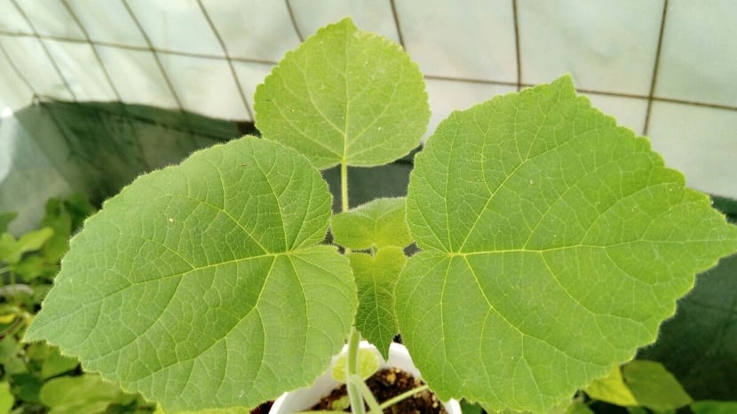 pequeno arbol de hojas verdes plantado en maceta
