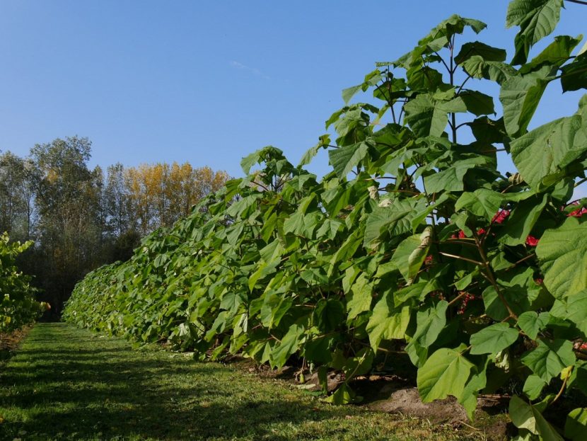 Ejemplar alto de Paulownia fortunei con la copa cargada de flor