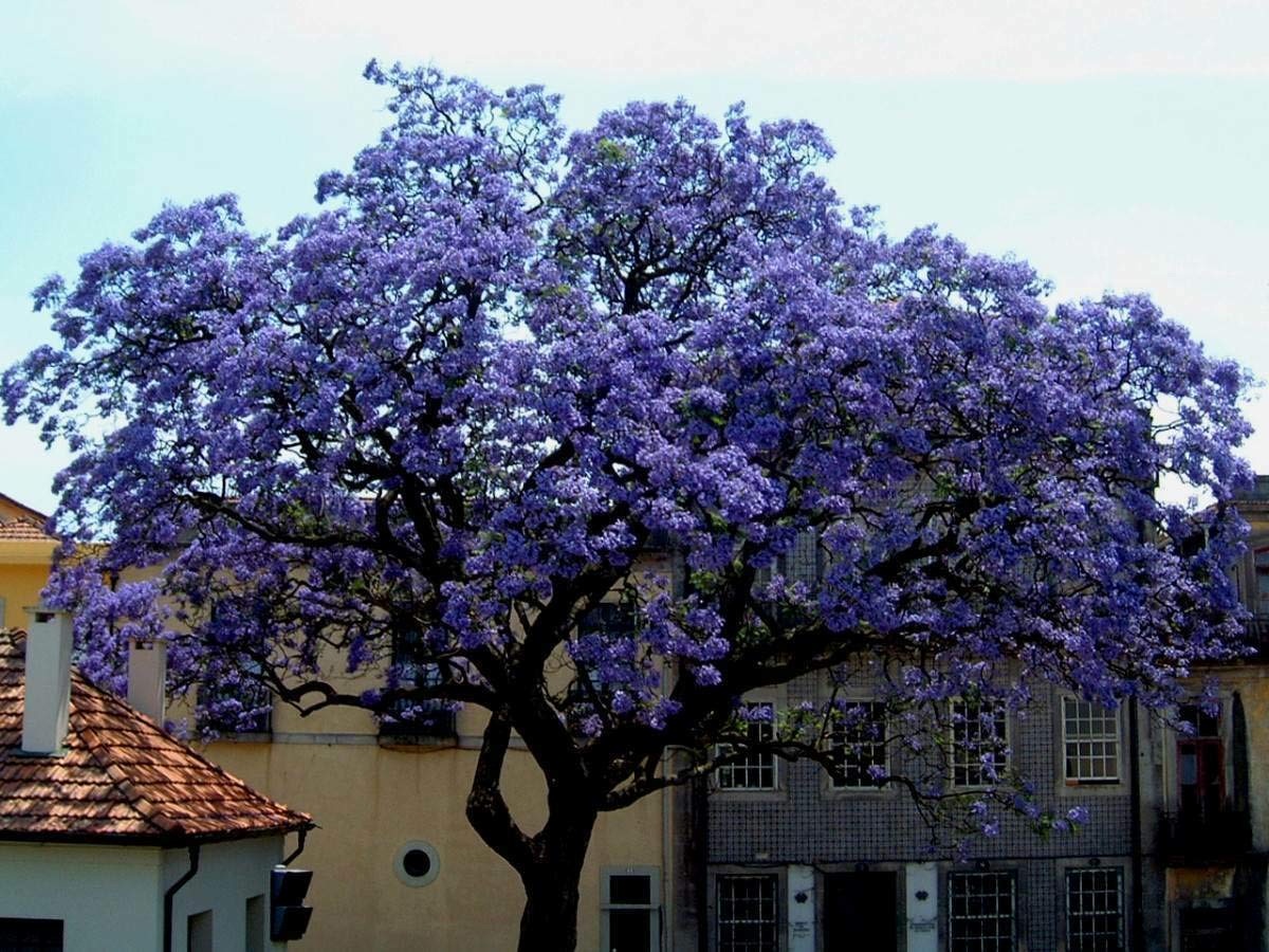 Paulownia fortunei: flor blanca, frío y zonas donde florece