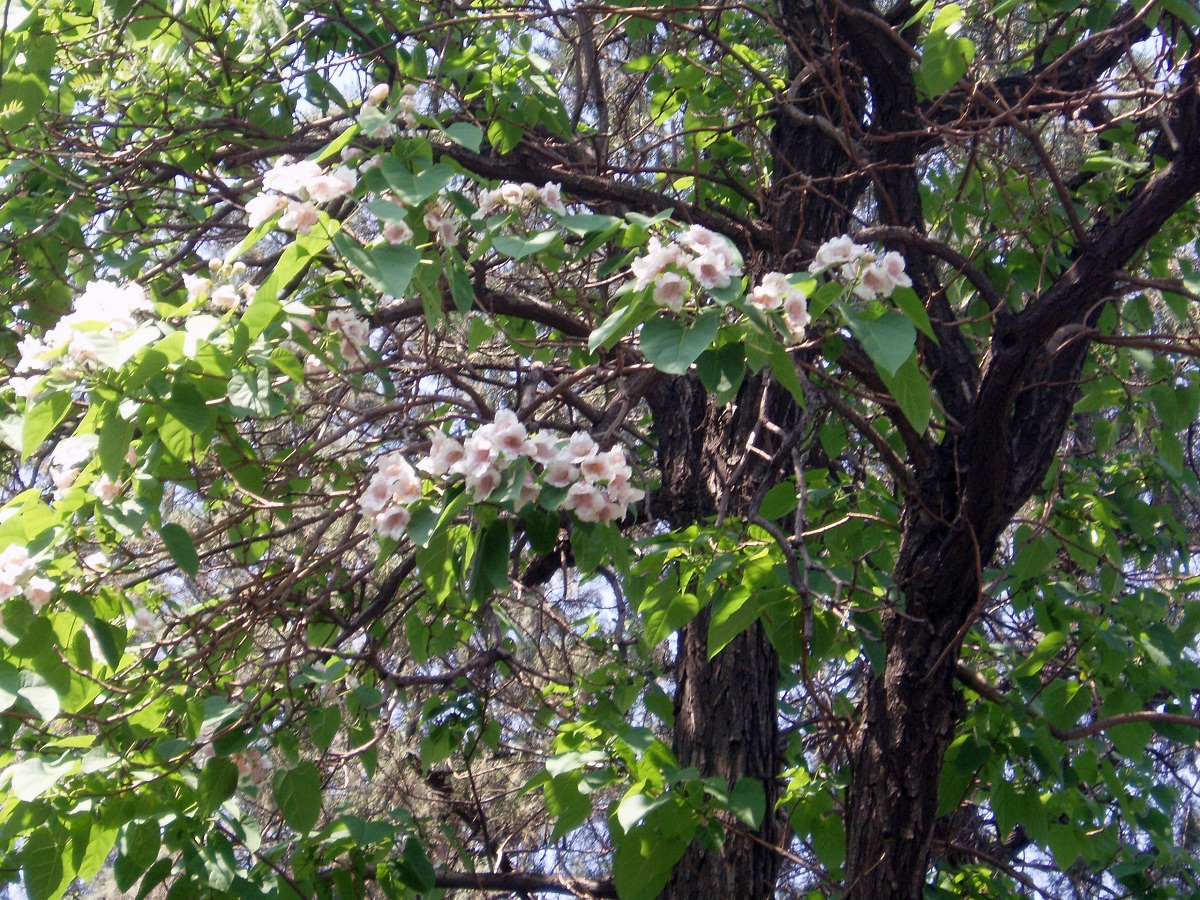flores del arbol llamado Pawlonia fortunei