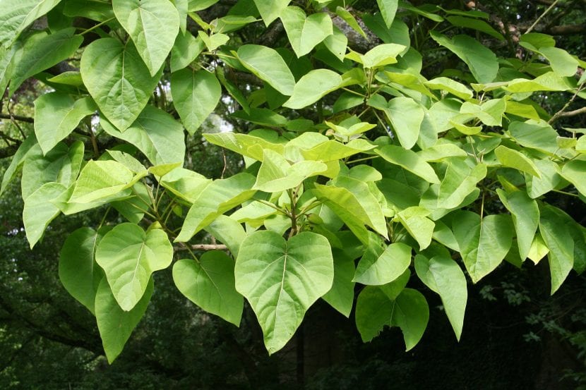 Hojas de la Pawlonia tomentosa