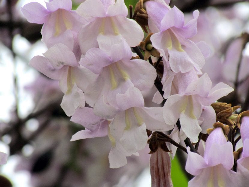 Flores de Pawlonia tomentosa