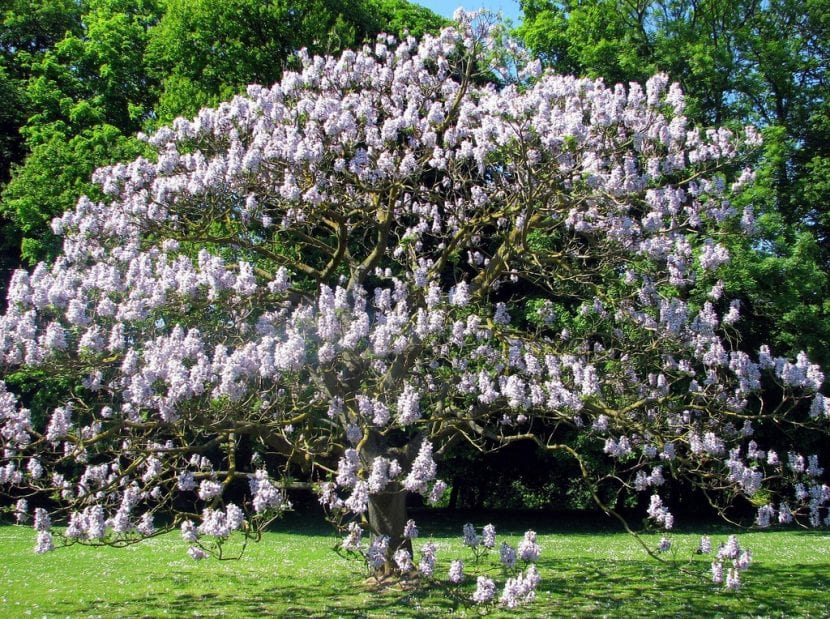 Pawlonia en flor