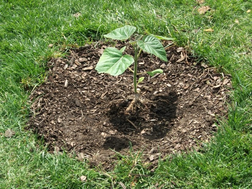Joven Pawlonia en jardín