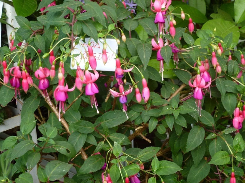 arbusto lleno de flores llamadas pendientes de la reina o Fuchsia hybrida