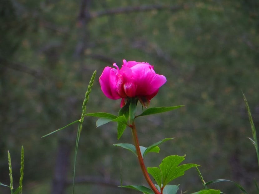 Una flor rosa en un bosque llamada Peonia