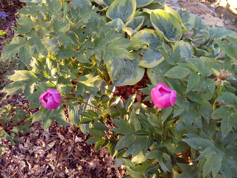 arbusto con dos flores llamadas Peonia