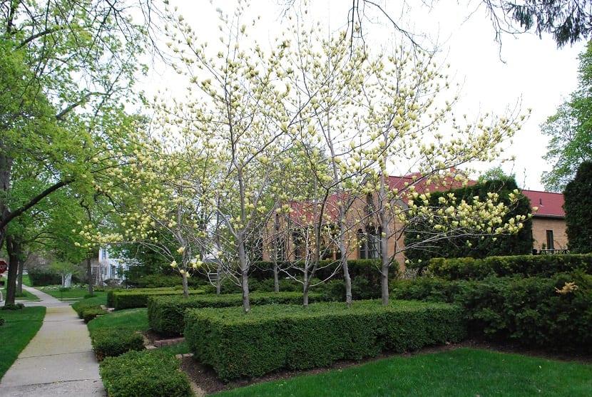 árboles ornamentales