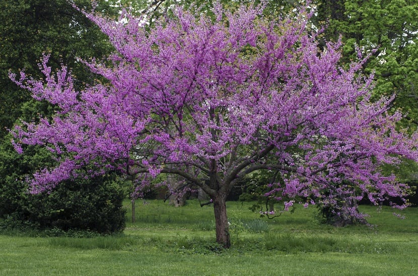 Tipos de árbol ornamental de sombra