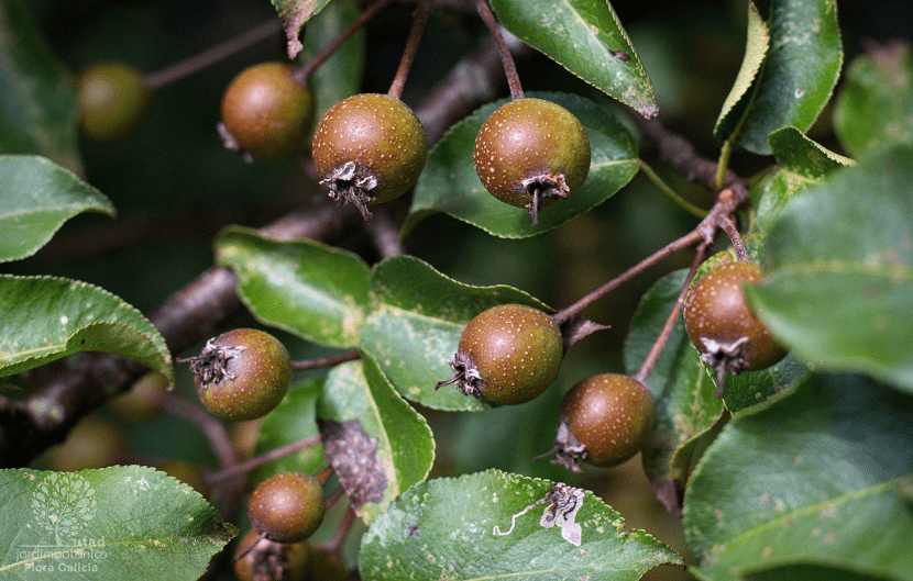 Peral silvestre (Pyrus cordata): cómo es, cultivo y usos