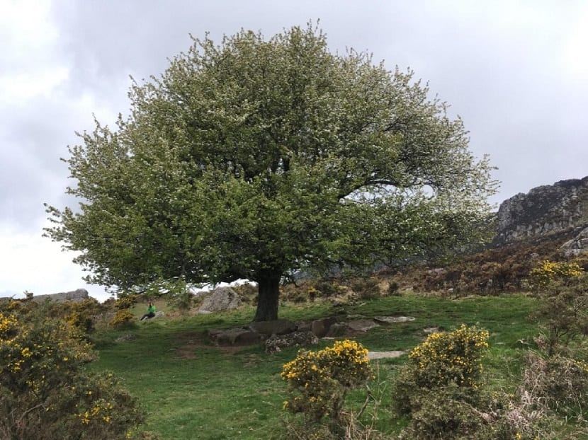 gran arbol que ha nacido de forma silvestre