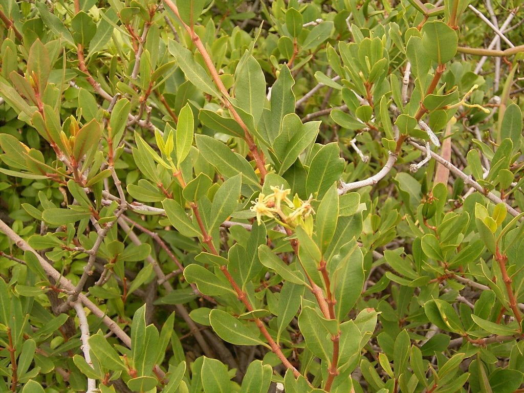 Periploca laevigata (cornicabra): cultivo y toxicidad