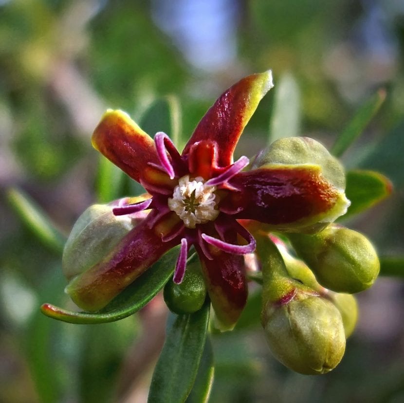 Flor de Periploca laevigata