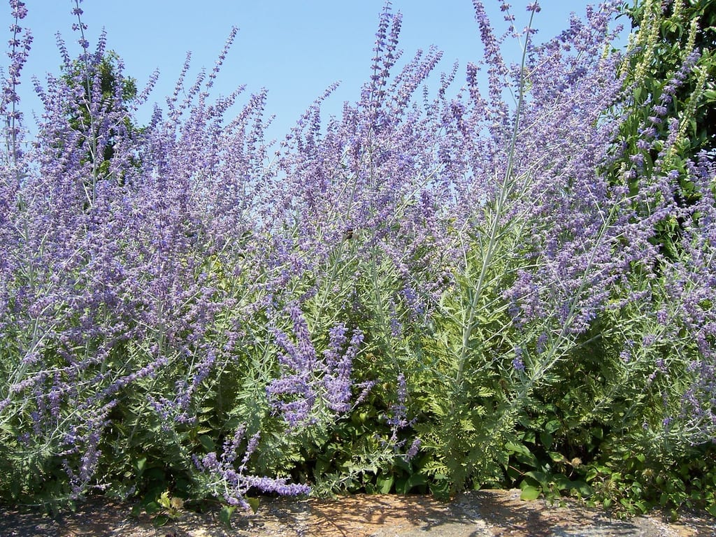 Perovskia o salvia rusa: cultivo, poda y variedades